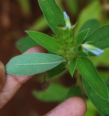 Desmodiastrum belgaumense