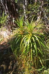 Dracophyllum elegantissimum