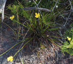 Xyris bracteata