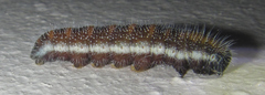 Mylothris agathina