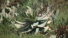 Aloe striata