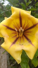Solandra maxima