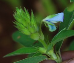 Desmodiastrum belgaumense