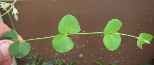 Drymaria cordata