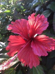 Hibiscus × archeri