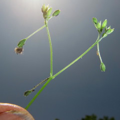 Drymaria cordata diandra