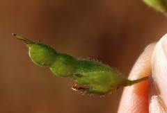 Desmodiastrum belgaumense