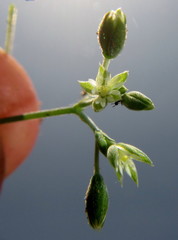Drymaria cordata diandra