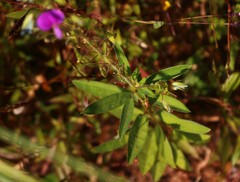 Desmodiastrum belgaumense