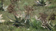 Aloe striata