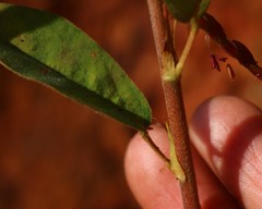 Desmodiastrum belgaumense