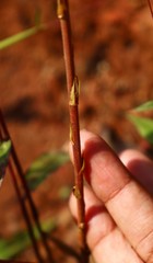 Desmodiastrum belgaumense