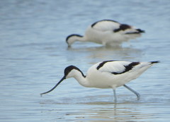 Pied Avocet photo 4