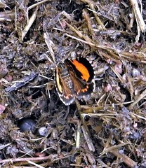 Heterusia