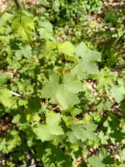 Ribes rubrum
