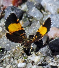 Heterusia