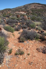 Eriospermum multifidum