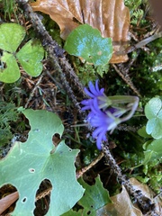 Soldanella montana
