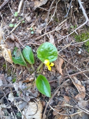Viola rotundifolia