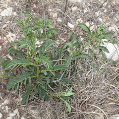 Senna orcuttii