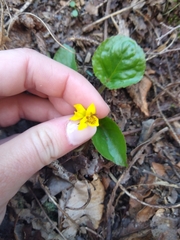 Viola rotundifolia