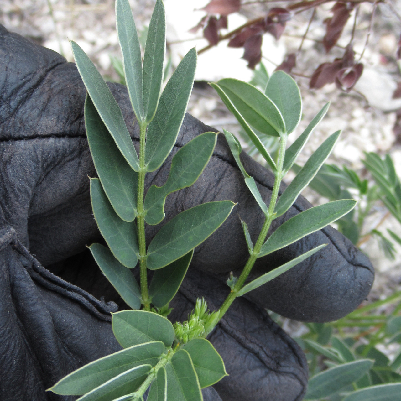Senna orcuttii