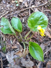Viola rotundifolia