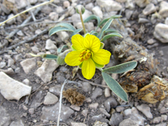 Senna pumilio