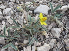 Senna pumilio