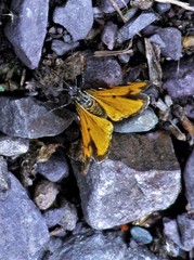 Heterusia