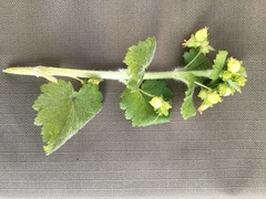 Scrophularia vernalis