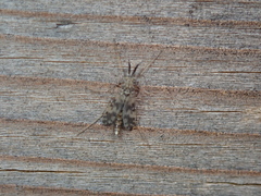 Psectrotanypus varius