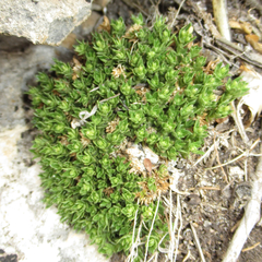Stenaria mullerae pooleana