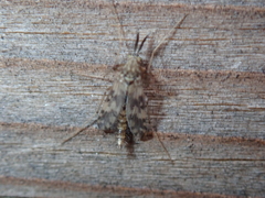 Psectrotanypus varius