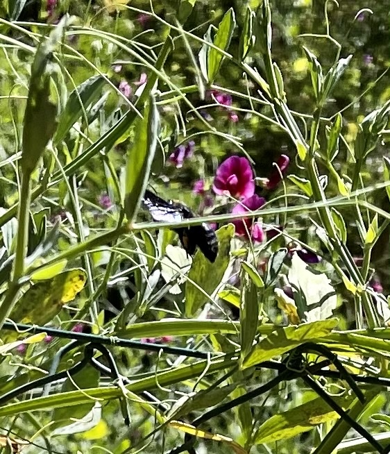 Xylocopa violacea