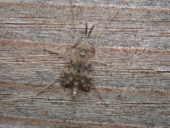 Psectrotanypus varius