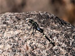 Orthetrum balteatum