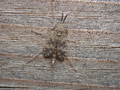 Psectrotanypus varius