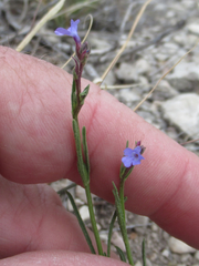 Verbena perennis