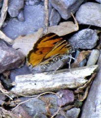 Heterusia