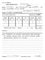 Syncerus caffer caffer