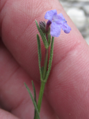 Verbena perennis