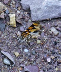 Heterusia