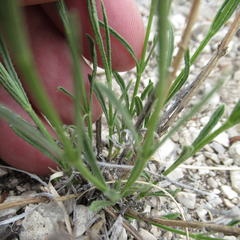Verbena perennis