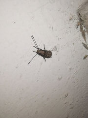 Platystomos wallacei