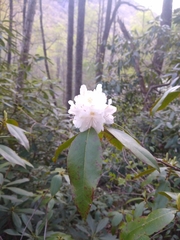 Rhododendron carolinianum