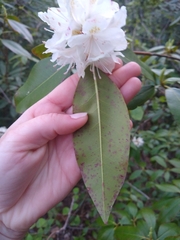 Rhododendron carolinianum