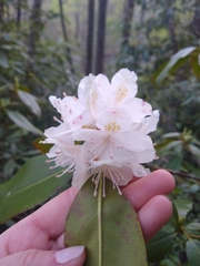 Rhododendron carolinianum