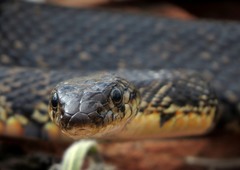 Hemorrhois hippocrepis