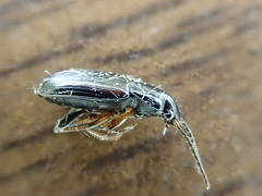 Bradycellus lugubris